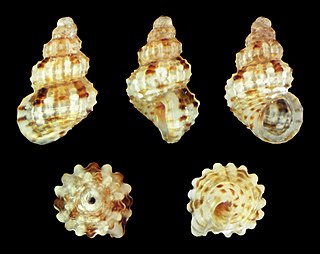 <i>Alvania canariensis</i> Species of gastropod