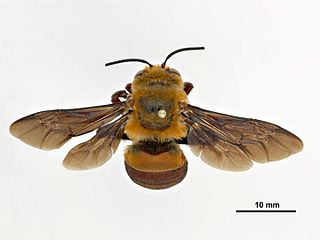 <i>Amegilla dawsoni</i> Species of burrowing bee from Australia