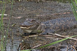 Alligator mississippiensis