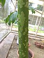 Amorphophallus paeoniifolius (190823-1311)