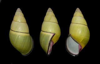 <i>Amphidromus daoae</i> Species of snail in the family Camaenidae