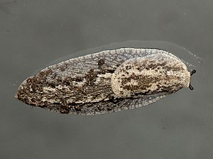 Anadenus altivagus.jpg