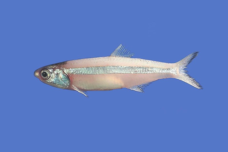 File:AnchoaHepsetus.jpg