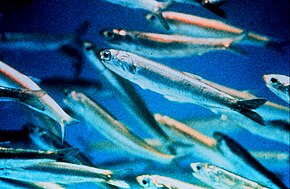 Descrierea imaginii Anchovy closeup.jpg.