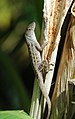 * Nomination A brown anole Anolis sagrei on a banana tree--Ianare 07:29, 16 January 2008 (UTC) * Withdrawn Lovely animal. Its a tad 2 hars lighted and i know its a matter of taste but i disagree with the cut-off tail. It could be more crisp  Comment will try again, they are pretty quick :-)