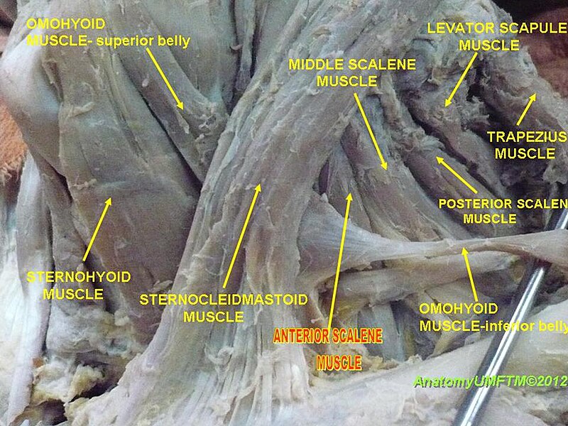 File:Anterior region of neck (5).JPG