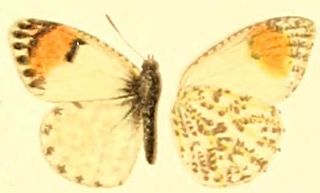 <i>Anthocharis sara thoosa</i> Species of butterfly