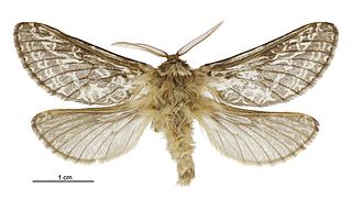 <i>Aoraia aspina</i> Species of moth