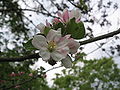 Malus domestica blossom