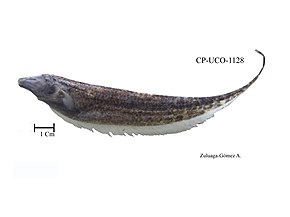 Descrição da imagem Apteronotus eschmeyeri (16618118170) .jpg.