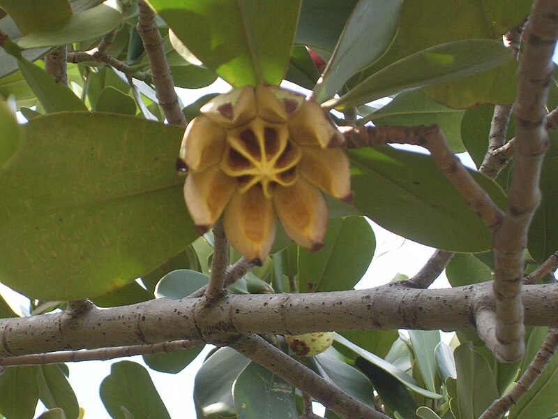 File:Arbol de Habana.JPG