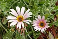 * Nomination Gazania rigens, Jardim Botânico da Madeira, Funchal --Llez 04:00, 13 June 2020 (UTC) * Promotion  Support Good quality. --Tournasol7 04:30, 13 June 2020 (UTC)