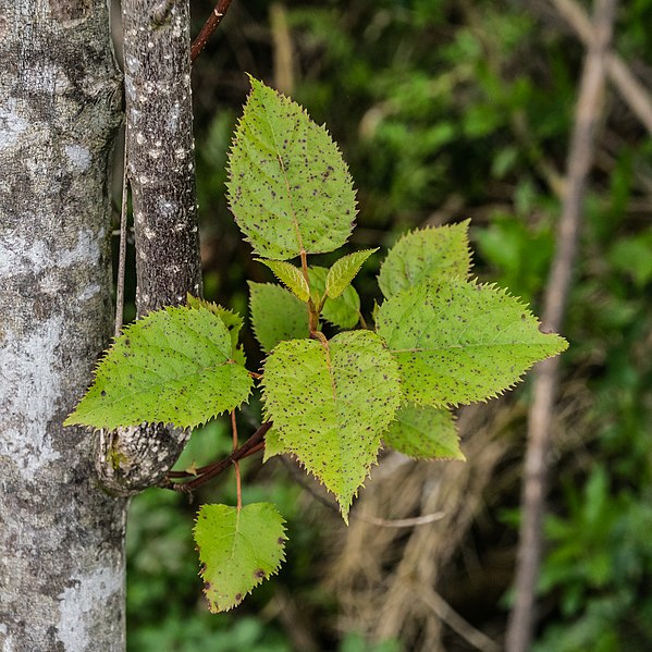 File:Aristotelia serrata in Westland NP 04.jpg