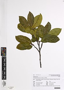Artocarpus hypargyreus Hance ex Benth. (AM AK355615) .jpg