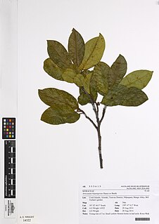 <i>Artocarpus hypargyreus</i> Species of plant