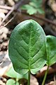 Arum maculatum leaf 1.jpg CC-Zero self 8.11MB 5472x3648 Canon Canon EOS 70D