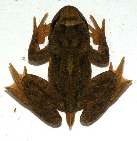 Tailed frog