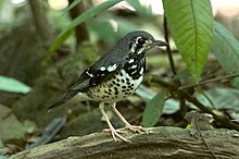 Ashy Tanah Thrush.jpg