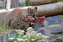 Asian golden cat - Wikipedia