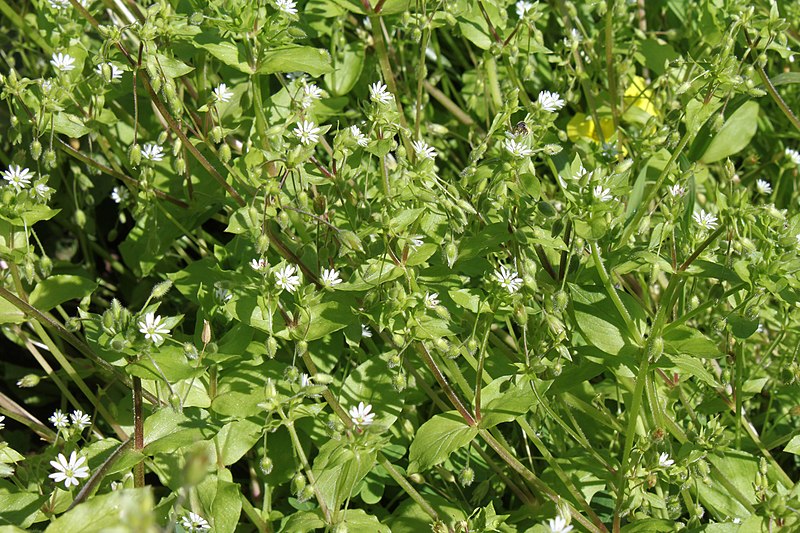 File:Asladan Stellaria media.jpg