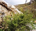Asparagus rubicundus - Greyton - South Africa 5. 
 JPG