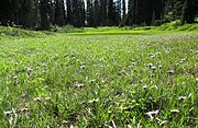 Aster foliaceus (alpine leafybract aster ) - Flickr - brewbooks.jpg