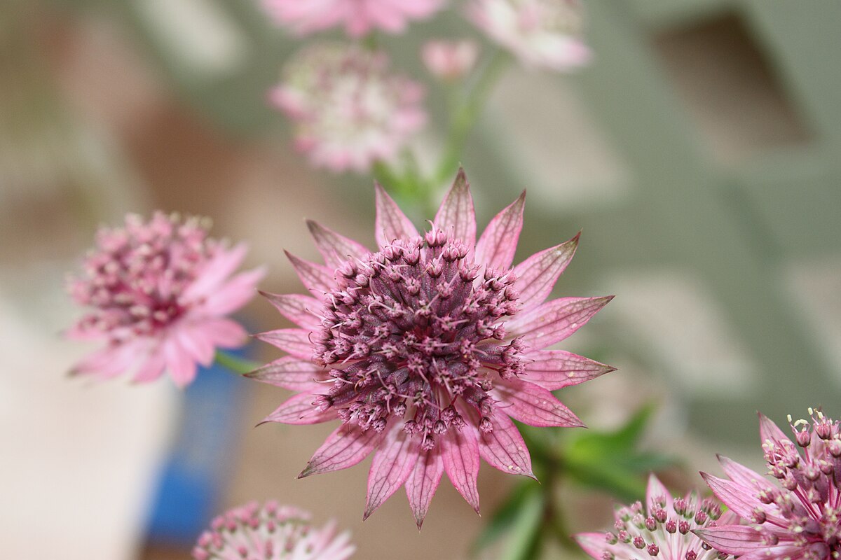 Астранция Astrantia Major rubra