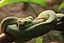 Atheris squamigera at Vivarium, Lausanne, Switzerland.jpg