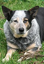 Australian Cattle Dog portrait.jpg