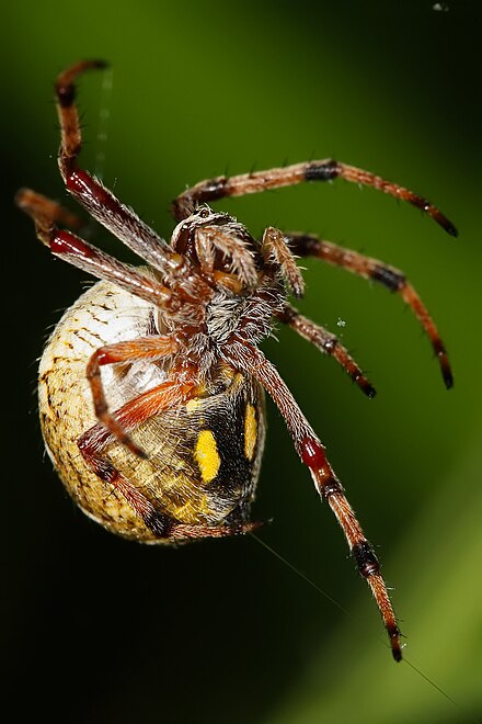 An orb weaver producing silk from its spinnerets