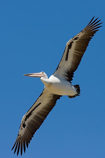 An Australian pelican gliding with its large wings extended