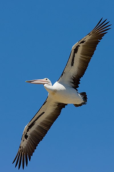 File:Australian pelican in flight.jpg