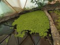 Azolla in Pabal Dome