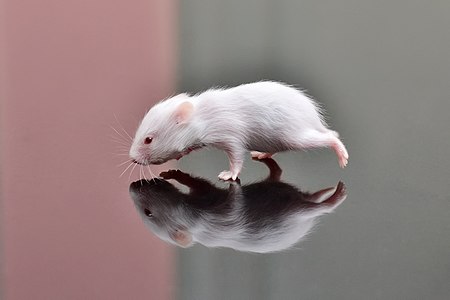 A two weeks old baby hamster