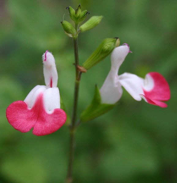 File:Baby Sage (Salvia microphylla).jpg