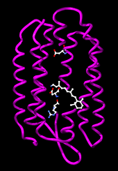 Bacteriorhodopsin from Halobacterium salinarum. The retinol cofactor and residues involved in proton transfer are shown as ball-and-stick models. Bacteriorhodopsin.png