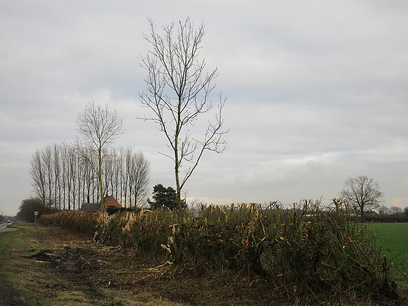 File:Badly flailed hedge - geograph.org.uk - 5286170.jpg