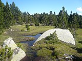 Català: Tossa Plana de Lles-Puigpedrós (Cerdanya, Alt Urgell) (Lles de Cerdanya, les Valls de Valira, Meranges i altres). Fotos preses en una excursió del refugi de Malniu als estanys de Malniu i Mal. This is a a photo of a natural area in Catalonia, Spain, with id: ES510205 Object location 42° 27′ 00″ N, 1° 42′ 00″ E  View all coordinates using: OpenStreetMap