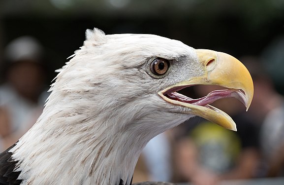 Bald eagle (rescue), Central Park