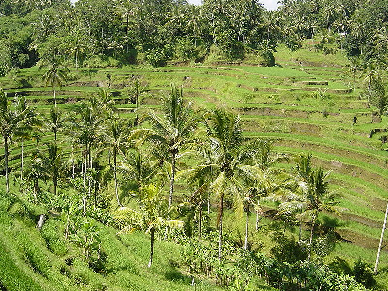 File:Bali Rice Terrace.JPG