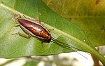 Thumbnail for Balta (cockroach)