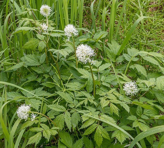 File:BaneberryPlant.jpg