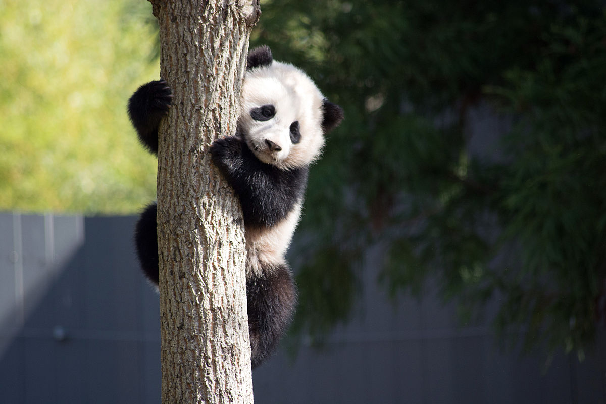 baby giant panda