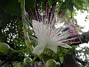 Barringtonia asiatica - full bloom.JPG