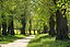 Der Baumbestand umfasst etwa 130 Linden, welche sich in der Gemarkung Oedeme befinden.
