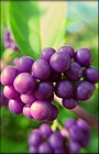 Beautyberry in Tennessee.jpg