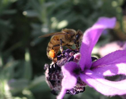A honey bee on a lavender flower