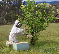 Beekeeping