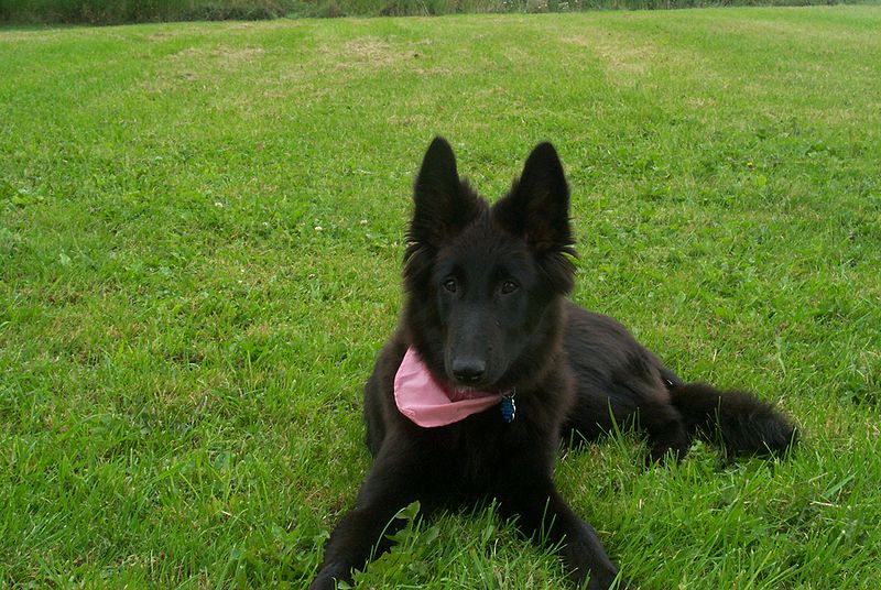 File:Belgian Shepherd Groenendael puppy 4months.jpg