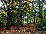 Woodlands near the old mansion house.